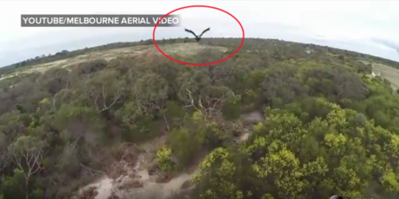 Καρέ καρέ η επίθεση ενός αητού σε drone, που το πέρασε για πουλί (Video) - Media