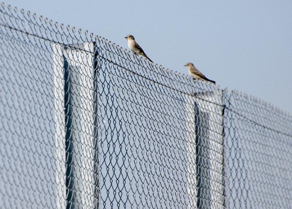 Η Εσθονία σχεδιάζει φράχτη μήκους 110 χλμ. στα σύνορα με τη Ρωσία  - Media
