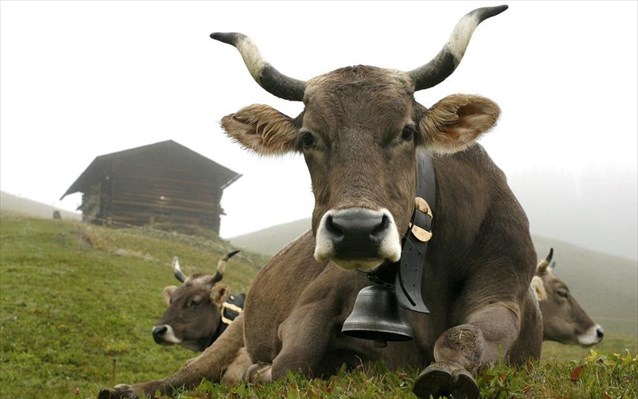 Δικαστήριο ανάγκασε κτηνοτρόφο να βγάλει τα... κουδούνια από τις αγελάδες του! - Media
