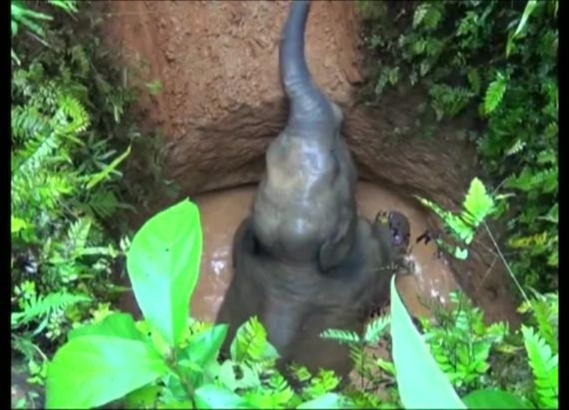 Πως σώζεις ένα ελεφαντάκι που έπεσε και σφήνωσε σε έναν υπόνομο; (Video)  - Media