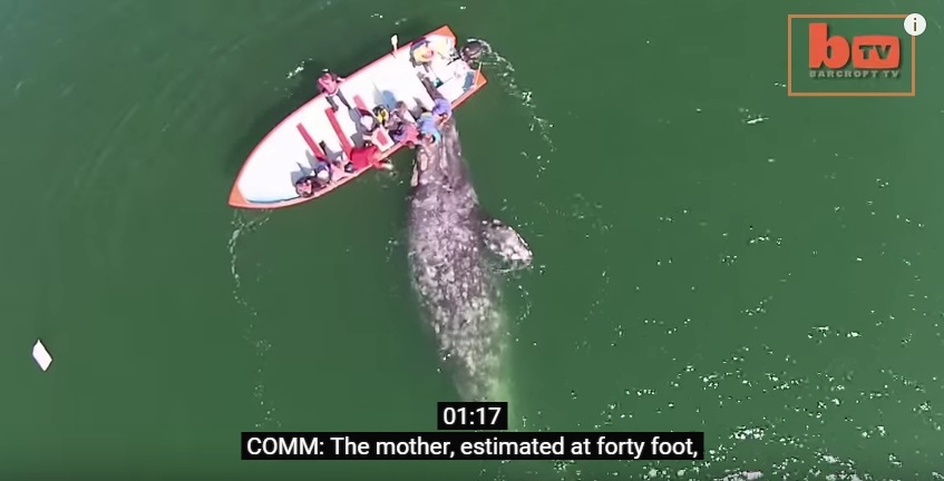 Θλιβερό: 130 φάλαινες εγκλωβίστηκαν και πέθαναν σε ακτή της Αυστραλίας (Video) - Media