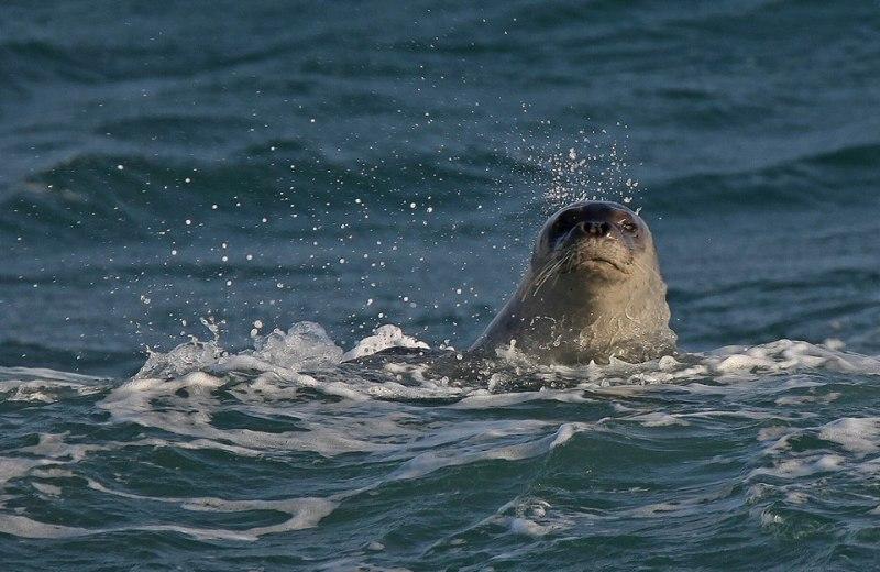 Μία φώκια Monachus monachus εμφανίστηκε σε παραλίες της Λεμεσού (Photos) - Media