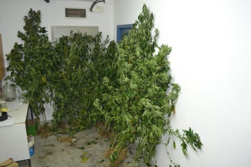 Τον έπιασαν … στον ύπνο στην αγροικία με τα χασισόδεντρα (Photos) - Media