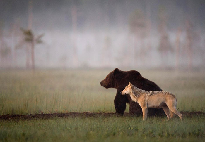 Η ασυνήθιστη φιλία ενός λύκου με μια αρκούδα (Photos) - Media