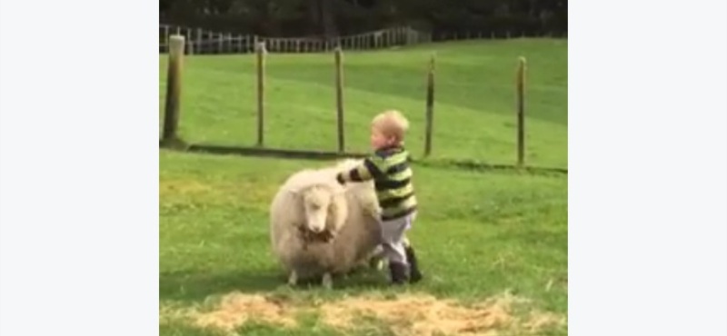 Όταν ένα πρόβατο νομίζει ότι είναι πόνυ (Video) - Media