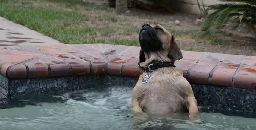 Ο σκύλος που κάνει τζακούζι (Video) - Media