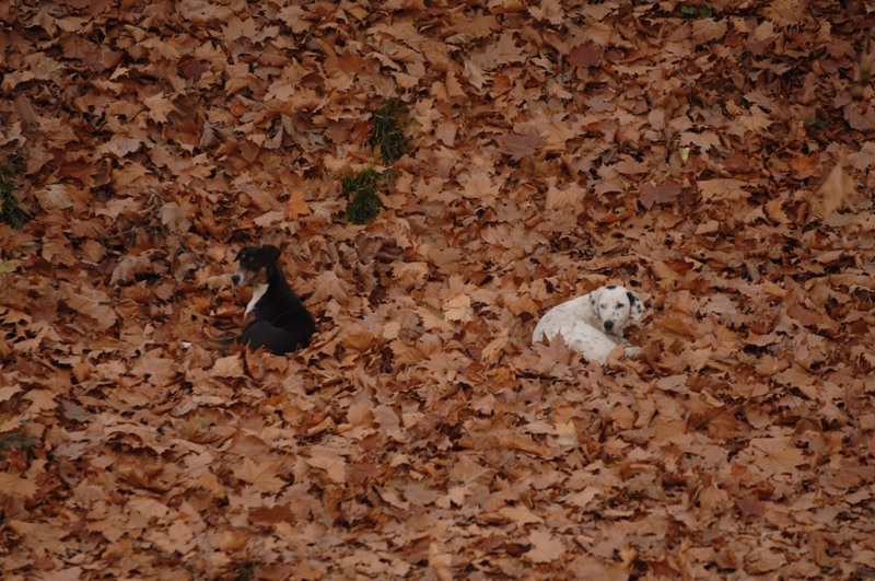 Και επίσημα φθινόπωρο - Αύριο η ισημερία - Media
