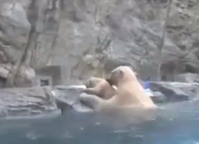 Η αξιολάτρευτη αντίδραση μιας πολικής αρκούδας όταν κινδύνευσε το μικρό της (Video) - Media