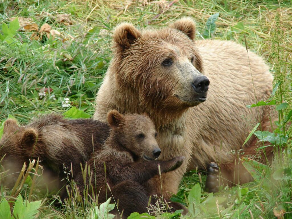 Αρκτούρος: Αυξάνεται ο πληθυσμός των αρκούδων στην Ελλάδα - Media