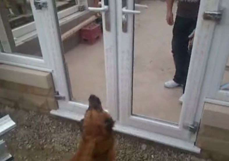 Κάποιος να ανοίξει την… πόρτα στον σκύλο! (Video) - Media