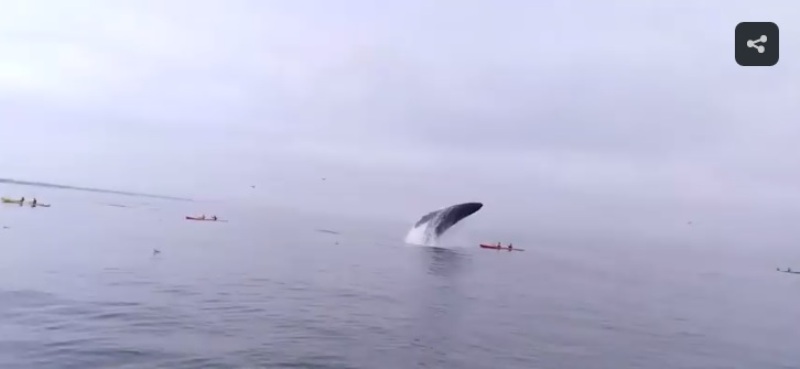 Φάλαινα πέφτει πάνω σε καγιάκ με δύο επιβαίνοντες (Video) - Media