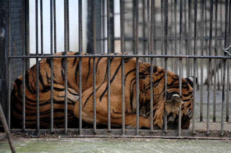 Πέθανε ο Φοίβος, η τίγρης των Τρικάλων - Media