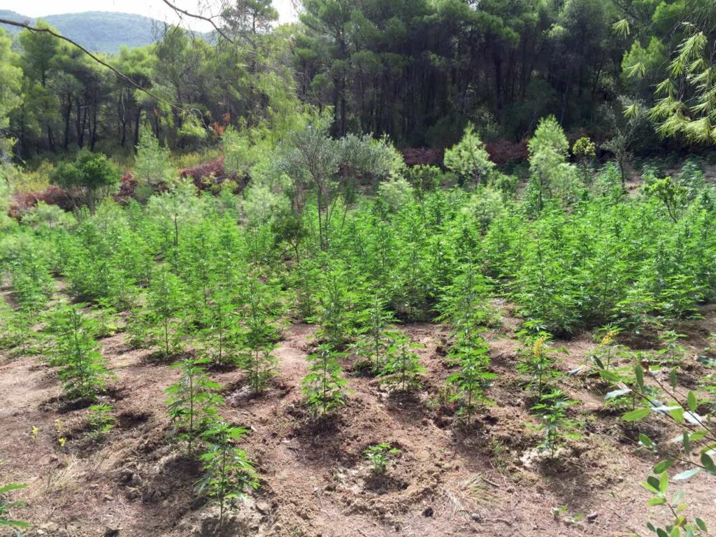 Εντοπίστηκε τεράστια φυτεία κάνναβης στην Κορινθία: Ξεριζώθηκαν 1300 δέντρα (Photos/Video) - Media