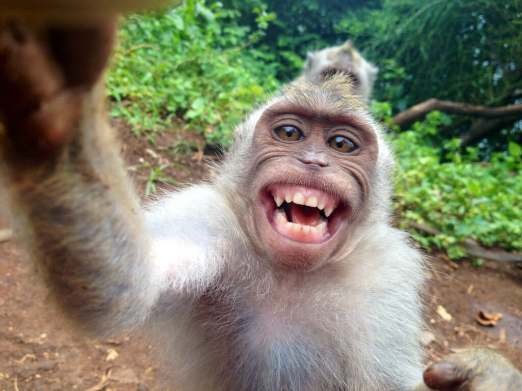 Ακτιβιστές διεκδικούν αποζημίωση υπέρ... μαϊμούς για selfie φωτογραφία της που χρησιμοποιήθηκε χωρίς άδεια! - Media