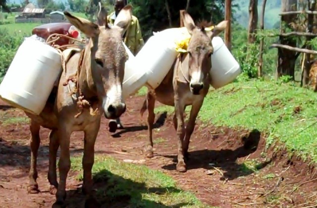 Γάλα γαϊδούρας σε σκόνη από το ΤΕΙ Θεσσαλίας - Media