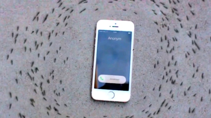 Δείτε την παράξενη συμπεριφορά των μυρμηγκιών γύρω από ένα iPhone (Video) - Media