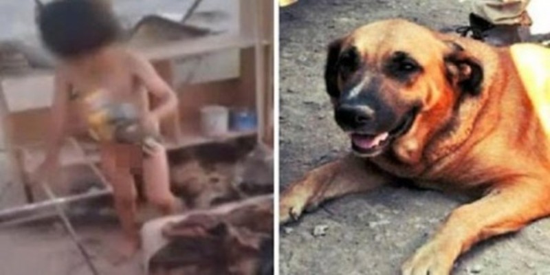 Σκυλί θήλαζε δίπλα σε σκουπίδια, γυμνό 2χρονο παιδάκι που είχε εγκαταλείψει η μητέρα του (Video & Photos)  - Media