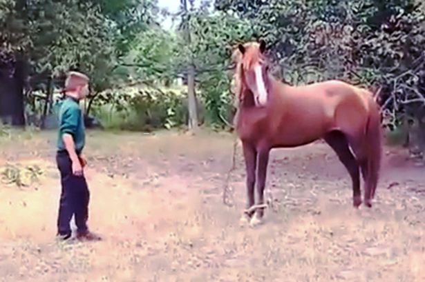 Άλογο έκοψε με τα δόντια πέος 6χρονου αγοριού (Photos) - Media