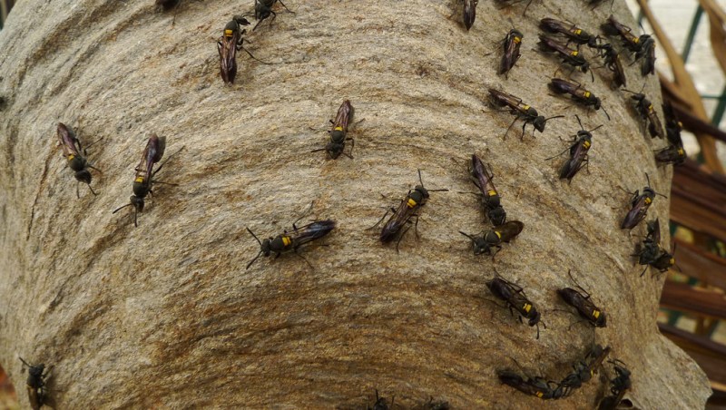 Δηλητήριο σφήκας με αντικαρκινικές ιδιότητες - Media