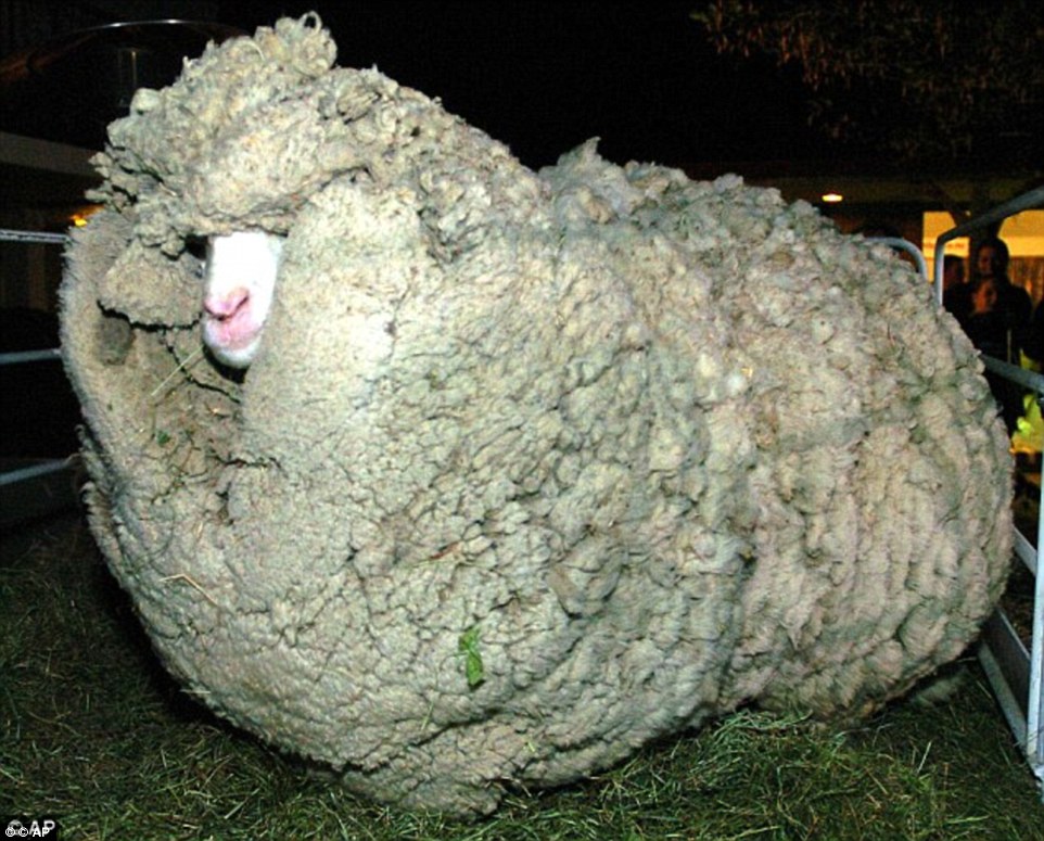 Αυτό είναι το πιο μαλλιαρό πρόβατο στον κόσμο (Photos) - Media