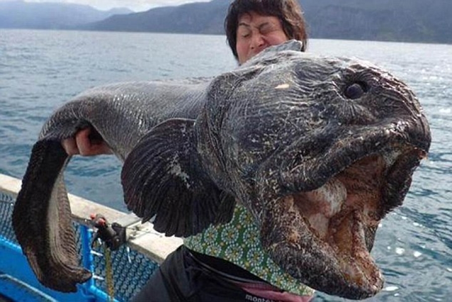 Σοκαριστικό: Ιάπωνας ψαράς έπιασε τεράστιο μεταλλαγμένο ψάρι έξω από τη Φουκουσίμα (Photos) - Media