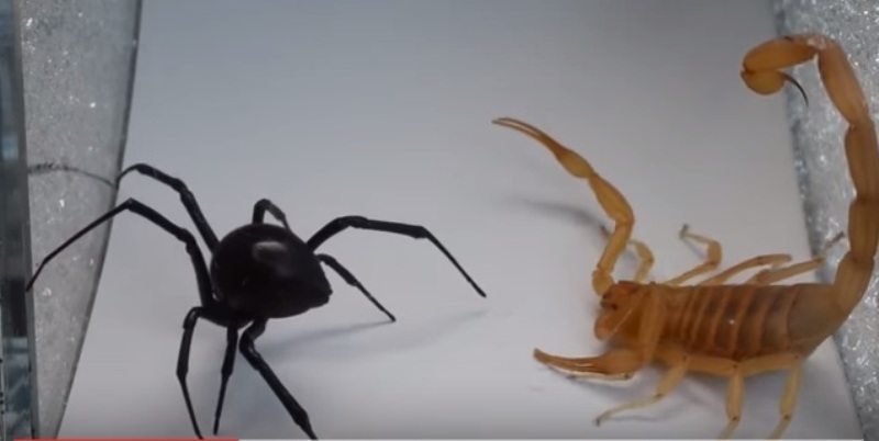 Μαύρη Χήρα εναντίον Σκορπιού: Ποιος θα είναι ο νικητής; (Video) - Media