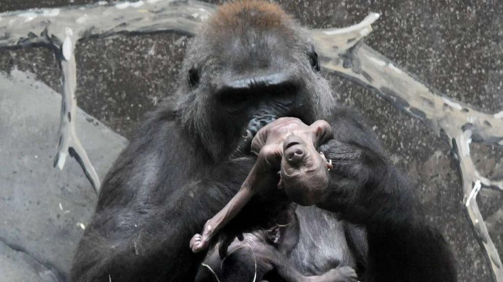 Σπαρακτικό! Μητέρα γορίλας δεν αποχωρίζεται το νεκρό μωρό της (Photos) - Media