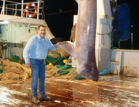 Απίστευτη ψαριά στην Εύβοια: Έπιασαν καρχαρία 5,5 μέτρων (Photos) - Media