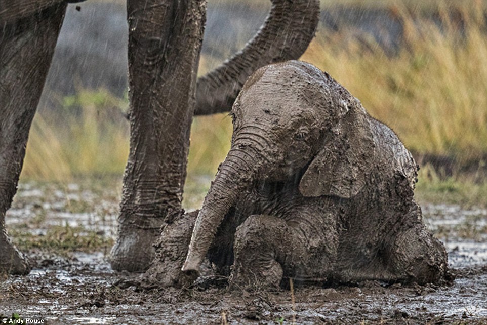 Εντυπωσιακή αντίδραση ελεφάντων όταν το μικρό τους ζήτησε βοήθεια για να βγει από τη λάσπη - Media