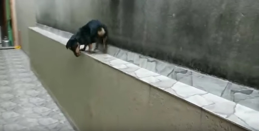 Ο σκύλος που πάει (και) με την όπισθεν! (Video) - Media