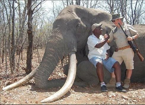 Φρίκη: Γερμανός κυνηγός σκότωσε τον μεγαλύτερο ελέφαντα στην Αφρική, πληρώνοντας 60.000 δολάρια! (Photos) - Media