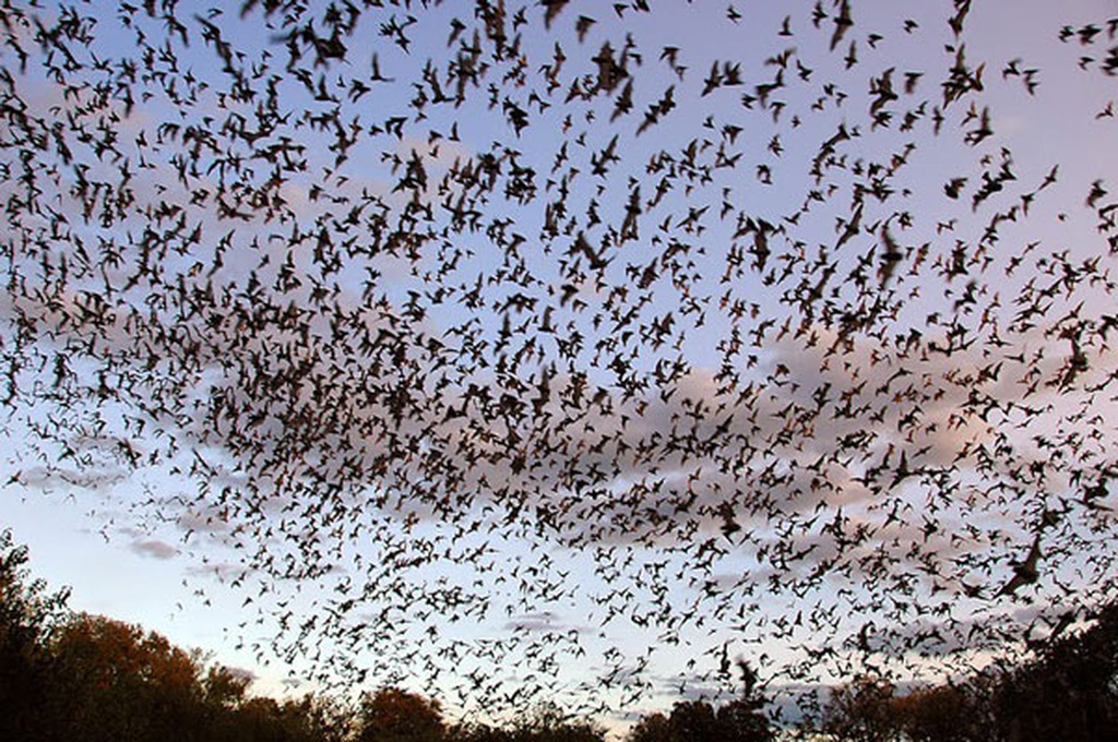 Οι νυχτερίδες το καλύτερο… εντομοκτόνο - Media