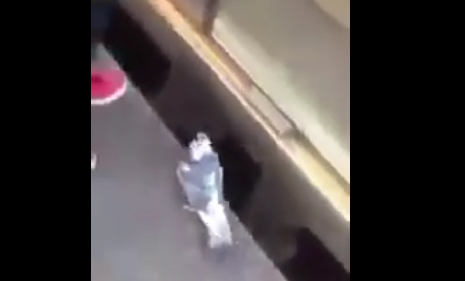 Το περιστέρι που παίρνει το… μετρό! (Video) - Media