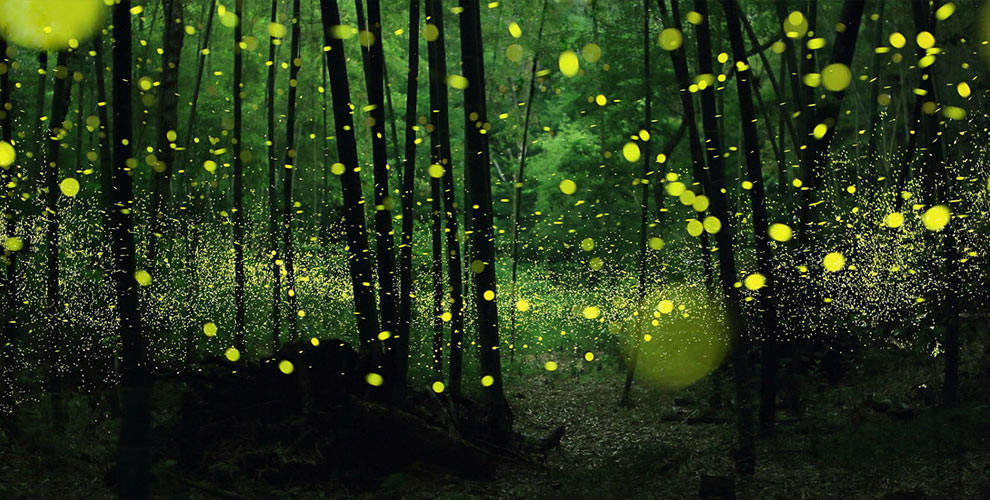 Το πρώτο θεματικό πάρκο με πυγολαμπίδες στην Κίνα (Photos) - Media