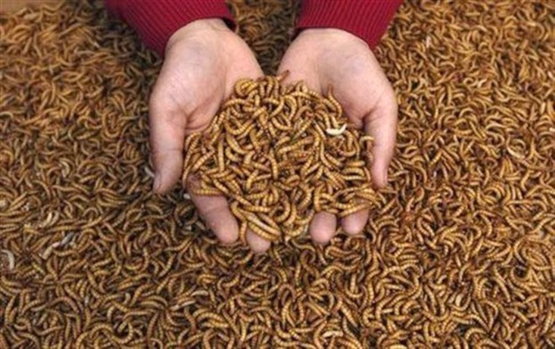 Ανατριχιαστικό: Μπήκε στο νοσοκομείο με πόνο στην κοιλιά και της έβγαλαν 14 σκουλήκια! (Video | Photos) - Media