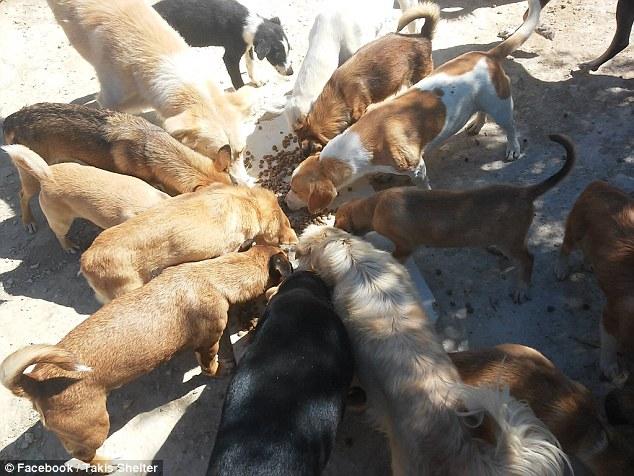 Ο οδοντίατρος που εγκατέλειψε τη δουλειά του και βοηθάει τα αδέσποτα σκυλιά στην Κρήτη (Photos+Video) - Media