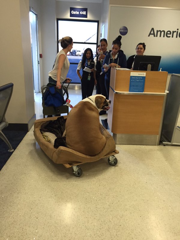 Ένας… μεγαλούτσικος σκύλος ταξιδεύει πρώτη θέση στο αεροπλάνο (Photo) - Media