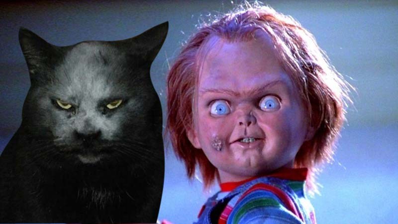 Μετά τον Τσάκι, την «κούκλα του Σατανά», τώρα υπάρχει και η «γάτα του Σατανά» που τρομοκρατεί τον κόσμο (Photos)  - Media