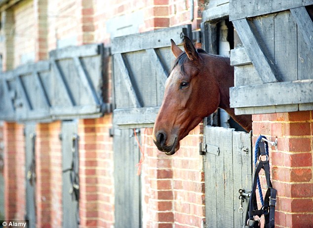 «Συναγερμός» στις φιλοζωικές της Ελβετίας για την προστασία των αλόγων από τους κτηνοβάτες - Media
