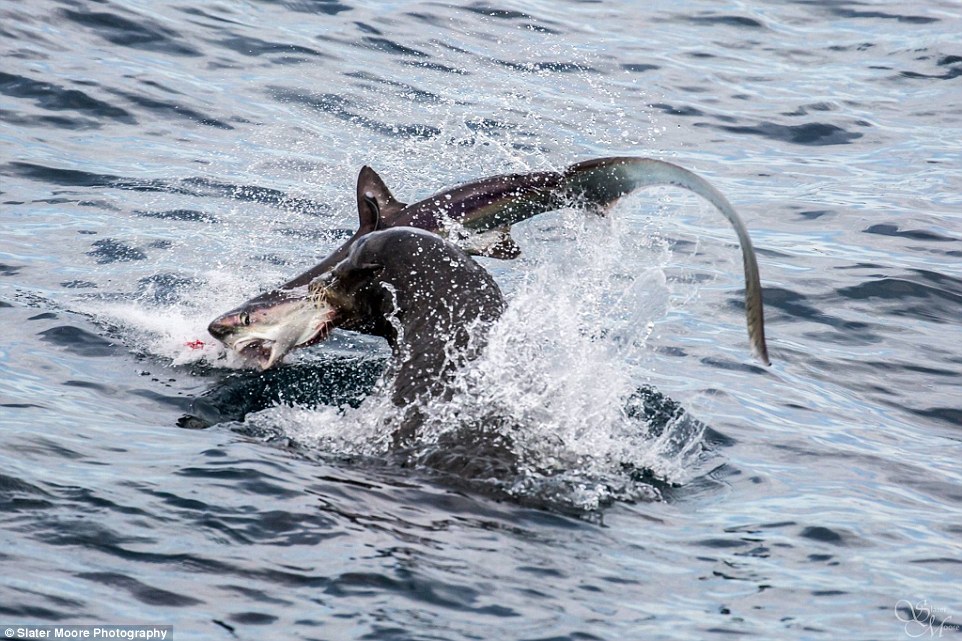 Όταν ο κυνηγός γίνεται... θήραμα - Θαλάσσιο λιοντάρι κατασπαράζει καρχαρία! (Photos/Video) - Media