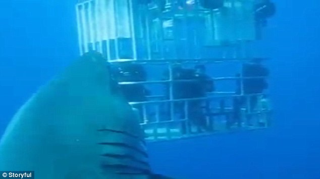 Δείτε τον λευκό καρχαρία που ξεπερνά σε μέγεθος ακόμη και τη φαντασία του Σπίλμπεργκ (Video) - Media