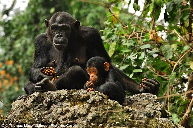 Οι μικροί χιμπατζήδες δεν ξεπερνούν ποτέ την απώλεια της μητέρας τους - Media