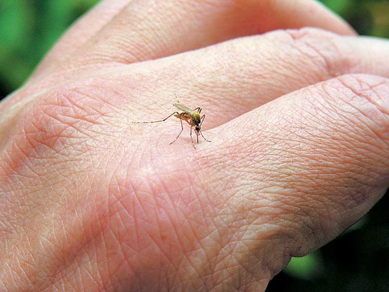 Μεταλλαγμένα κουνούπια το «φάρμακο» για την ελονοσία - Media