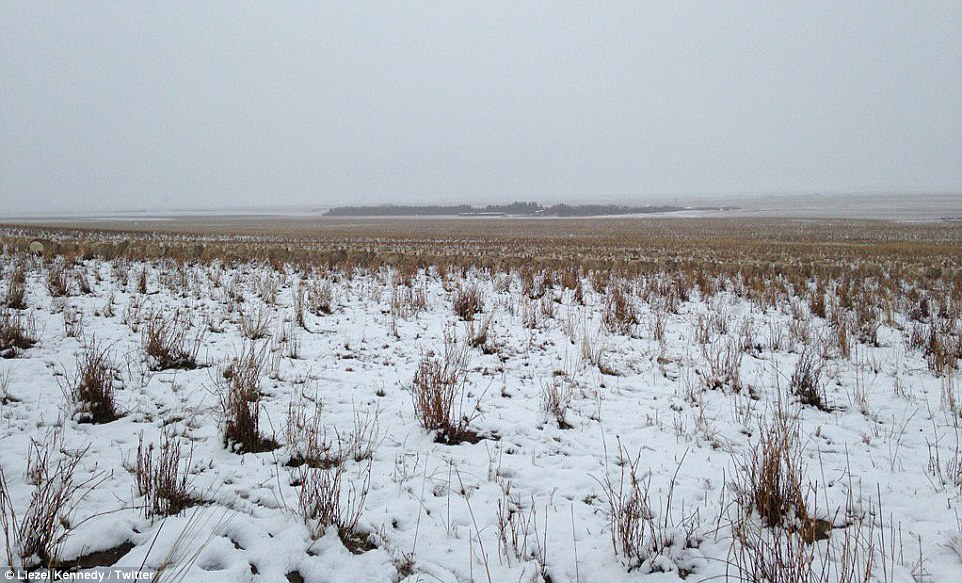 Μπορείς να εντοπίσεις 550 πρόβατα σε αυτή τη φωτογραφία; - Media
