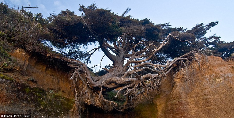 Δείτε το δέντρο που ρίζωσε στον… αέρα! (Photos) - Media