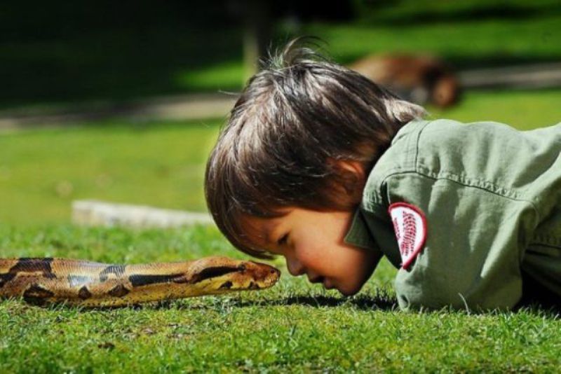 Πεντάχρονο κοριτσάκι κάθισε στην λεκάνη και από μέσα βγήκε μια δηλητηριώδης κόμπρα – Η μάχη του πατέρα με το φίδι (Video) - Media