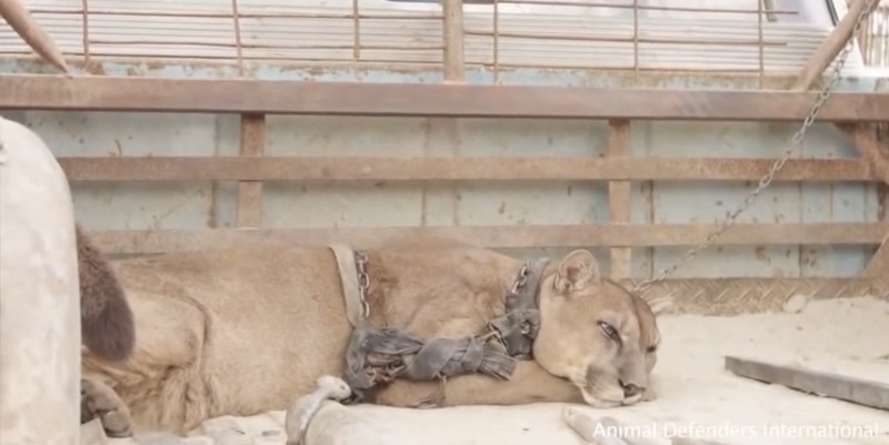 Η στιγμή που ένα λιοντάρι απελευθερώνεται, ύστερα από 20 χρόνια αιχμαλωσίας με αλυσίδες (Video) - Media