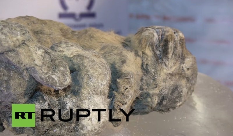 Λιοντάρια που εξαφανίστηκαν πριν από 10.000 χρόνια, βρέθηκαν άριστα διατηρημένα σε σπηλιά στη Σιβηρία (Video) - Media