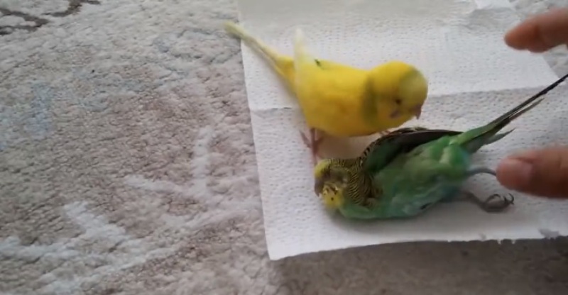 Γιατί έχουν κατακλύσει τη Θεσσαλονίκη πράσινα παπαγαλάκια - Media