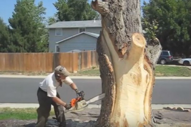 Μεταμόρφωσε ένα δέντρο σε «ζωντανό» πίνακα ζωγραφικής με… αλυσοπρίονο! (Video) - Media